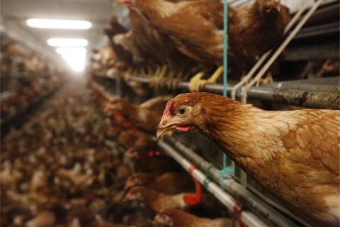 G&agrave; Đẻ Nhiều Hơn Khi Được Chiếu S&aacute;ng Tốt