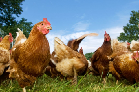 &Aacute;p Dụng Kỹ Thuật Chăn Nu&ocirc;i G&agrave; Thả Vườn Đ&uacute;ng Chuẩn