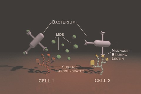 Vai tr&ograve; của &beta;-glucan v&agrave; Mannan Oligosacchride (MOS) đối với hệ thống miễn dịch v&agrave; năng suất vật nu&ocirc;i