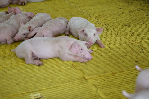 Cắt Đu&ocirc;i, Bấm Răng, Thiến Heo Đ&uacute;ng C&aacute;ch