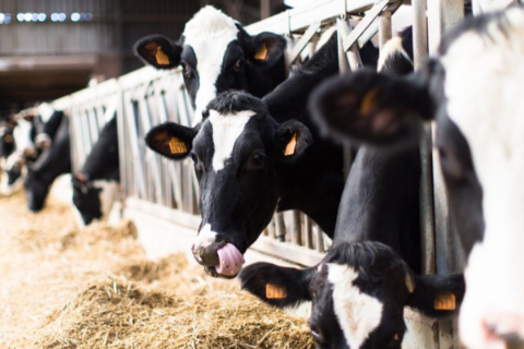 Chăm S&oacute;c Gia S&uacute;c Trong M&ugrave;a Mưa B&atilde;o