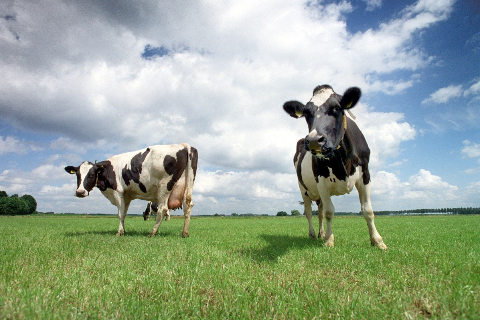 Lượng Thức Ăn Th&ocirc; Xanh C&oacute; Đủ Cung Cấp Cho B&ograve; Kh&ocirc;ng?