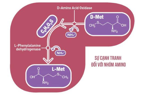 MỘT SỐ CHỨC NĂNG SINH L&Yacute; CỦA METHIONINE TRONG CHĂN NU&Ocirc;I GIA CẦM