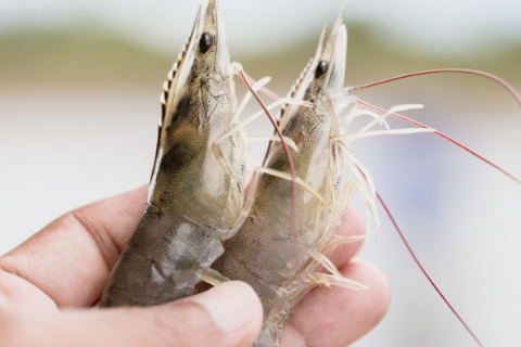 Kỹ Thuật Nu&ocirc;i T&ocirc;m Nước Ngọt