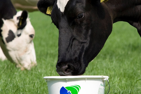 Giải Ph&aacute;p Để Giảm Chi Ph&iacute; Sản Xuất Trong Chăn Nu&ocirc;i B&ograve; Sữa