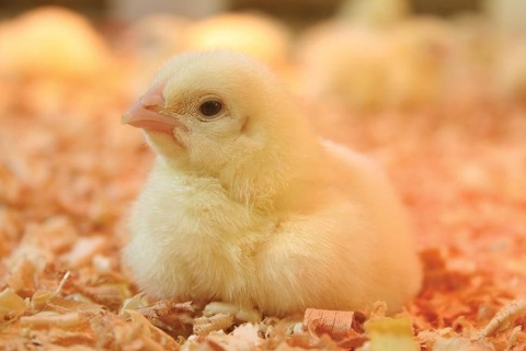 M-Prove - Giải ph&aacute;p gi&uacute;p tối ưu h&oacute;a sức khỏe v&agrave; năng suất g&agrave; thịt