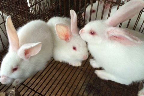 Một Số Bệnh Thường Gặp Ở Thỏ Cần Lưu &Yacute; Trong M&ocirc; H&igrave;nh Nu&ocirc;i Thỏ Thịt Hiện Nay