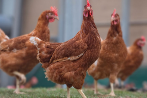 L&agrave;m C&aacute;ch N&agrave;o Chăn Nu&ocirc;i G&agrave; Ta Thả Vườn Thu Được Lợi Nhuận Cao?