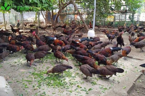 L&Agrave;M THẾ N&Agrave;O ĐỂ GIẢM BỚT CHI PH&Iacute; THỨC ĂN TRONG CHĂN NU&Ocirc;I GIA CẦM?