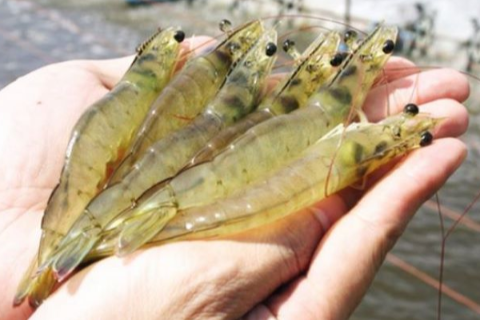 4 Sai Lầm Về Kỹ Thuật Hay Gặp Phải Trong Nu&ocirc;i T&ocirc;m Thẻ Ch&acirc;n Trắng