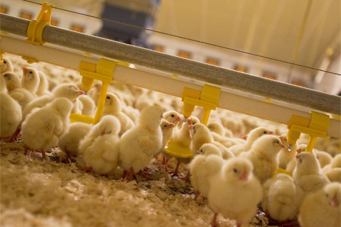 Để Duy Tr&igrave; Kết Quả Tốt Cần Ki&ecirc;n Tr&igrave; Theo S&aacute;t T&igrave;nh H&igrave;nh Trại