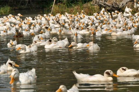 Chăn Nu&ocirc;i Vịt Thịt Chạy Đồng