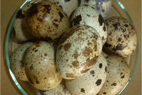 Hấp Thu Dinh Dưỡng Trong Thức Ăn C&uacute;t Đẻ