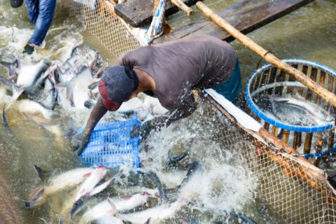 Một số lưu &yacute; khi nu&ocirc;i t&ocirc;m/c&aacute; m&ugrave;a lạnh