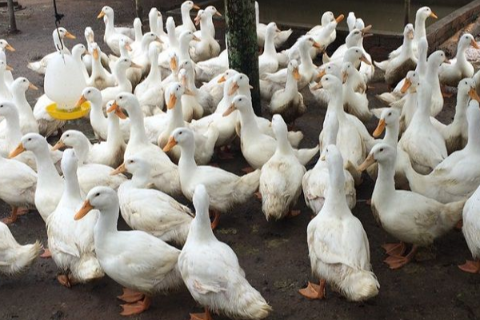 Hướng Dẫn Thực Hiện Quy Tr&igrave;nh An To&agrave;n Sinh Học Ngăn Ngừa Dịch Bệnh Trong Chăn Nu&ocirc;i Vịt C&ocirc;ng Nghiệp