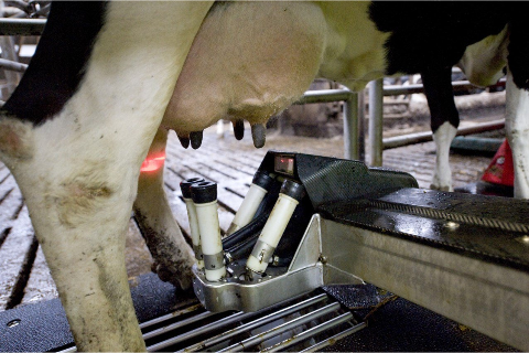 Làm thế nào để tăng sản lượng sữa