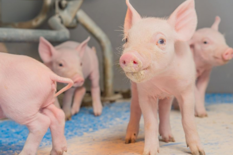 L&agrave;m thế n&agrave;o để cai sữa cho heo con một c&aacute;ch hiệu quả?