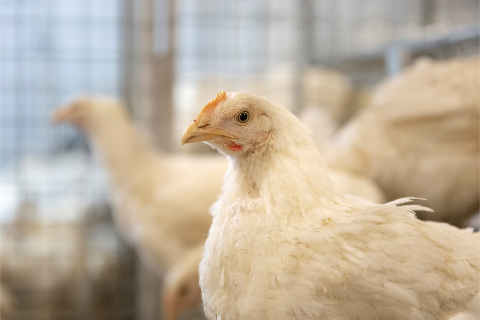 Khẩu phần điều trị c&aacute;c bệnh thường gặp ở gia cầm