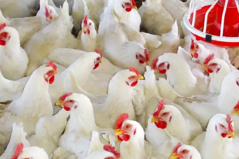 C&aacute;c yếu tố ảnh hưởng đến FCR tr&ecirc;n g&agrave; thịt