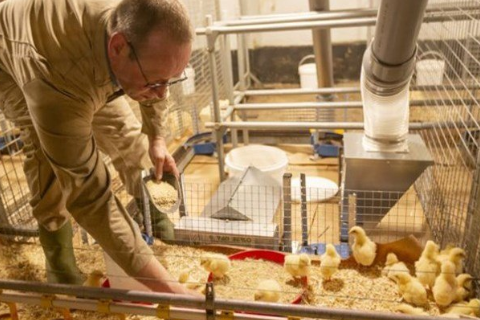 G&agrave; M&aacute;i Đẻ T&iacute;ch Lũy Mỡ Cao C&oacute; Sinh Ra G&agrave; Thịt Chất Lượng Tốt?