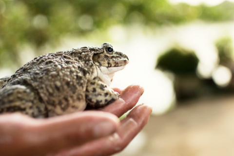 M&ocirc; H&igrave;nh Nu&ocirc;i Ếch Thương Phẩm