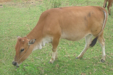 Chọn Giống Nu&ocirc;i B&ograve; Thịt