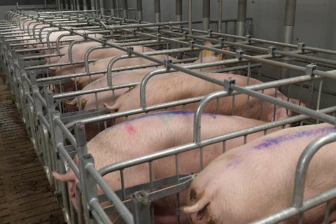 Kiểm so&aacute;t thụ tinh nh&acirc;n tạo