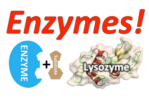 GIẢM CHI PH&Iacute; - TĂNG NĂNG SUẤT CHĂN NU&Ocirc;I C&Ugrave;NG MEN TI&Ecirc;U H&Oacute;A ENZYME