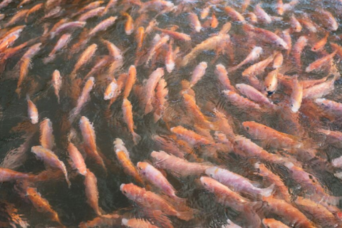 Kỹ Thuật Nu&ocirc;i C&aacute; Đi&ecirc;u Hồng Để Đạt Năng Suất Cao