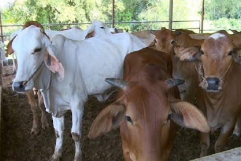 M&ocirc; H&igrave;nh Chăn Nu&ocirc;i B&ograve; Thịt Hiệu Quả Cho Người Chăn Nu&ocirc;i