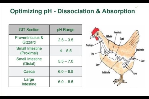Độ pH trong đường ruột thấp có ảnh hưởng như thế nào đến sức khỏe và năng suất của vật nuôi?