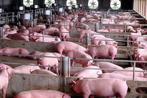 M&ocirc;i trường tiểu kh&iacute; hậu tốt nhất cho heo