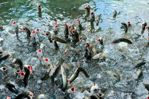 Nu&ocirc;i C&aacute; L&oacute;c Thương Phẩm