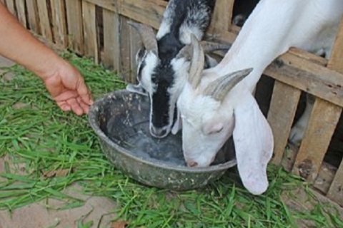 Giải ph&aacute;p th&iacute;ch ứng cho vật nu&ocirc;i trong m&ugrave;a hạn, mặn