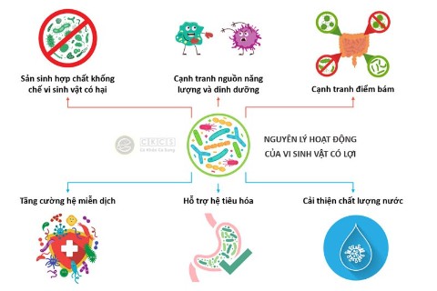Vai tr&ograve; của Bacillus subtilis đối với ng&agrave;nh nu&ocirc;i trồng thủy sản