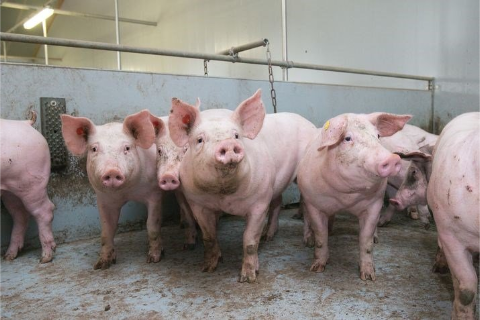 Bệnh Dịch tả heo ch&acirc;u Phi V&agrave; Giải Ph&aacute;p Ph&ograve;ng Chống Hiệu Quả