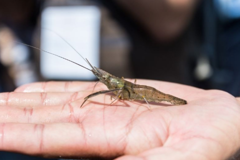 Tầm quan trọng của việc bổ sung c&aacute;c enzyme ngoại sinh trong khẩu phần của t&ocirc;m