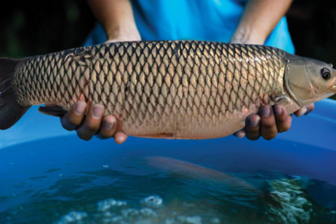 5 Yếu Tố Quan Trọng Cần Lưu &Yacute; Để Nu&ocirc;i C&aacute; Trắm Cỏ Mau Lớn