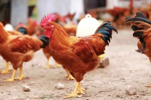 Chia sẻ kinh nghiệm ph&aacute;t triển trại g&agrave; giống