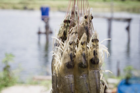 Cho T&ocirc;m Mới Thả Ăn Như Thế N&agrave;o L&agrave; Đ&uacute;ng C&aacute;ch?