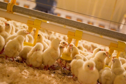 Chăn nu&ocirc;i g&agrave; thịt c&ocirc;ng nghiệp